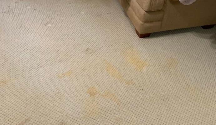 Bleach Spot & Stain Removal from Carpets in Charlotte, NC by HGC