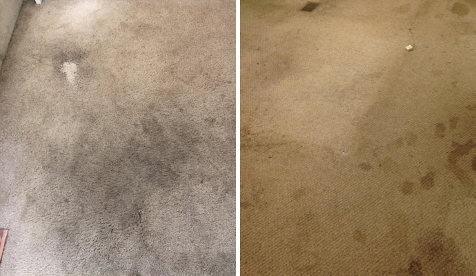 collage of mold and stain on the carpet