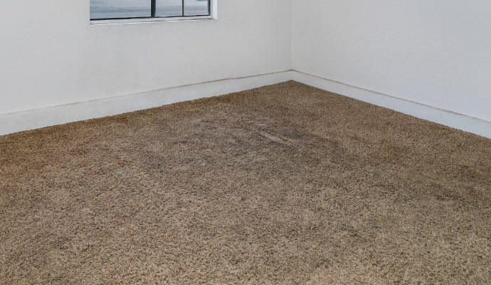 Mold growth on carpet