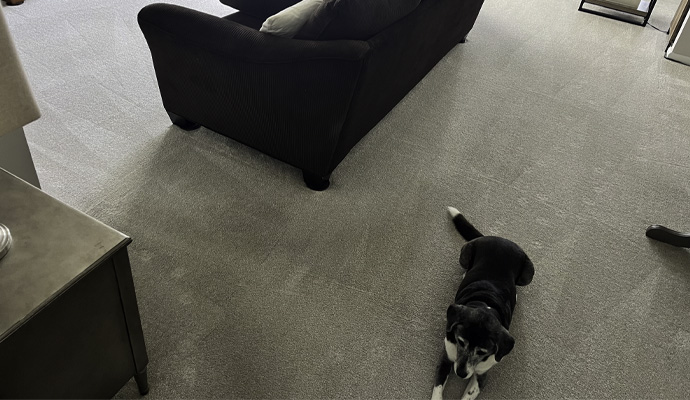 two pet dogs sitting on the carpet