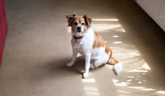 pet dog sitting on the carpet