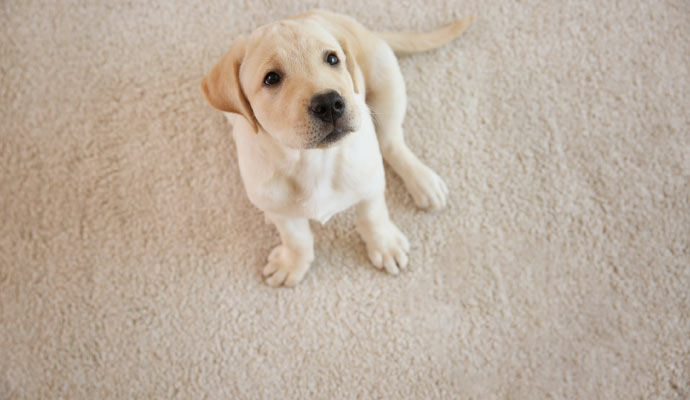 Pet sitting on clean carpet