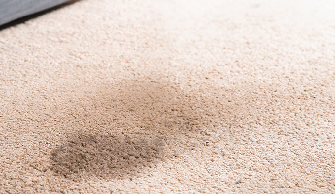 close-up view of pet urine on the carpet