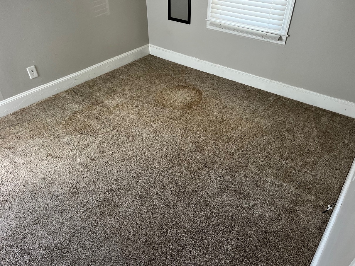 Pet Treatment Carpet Cleaning