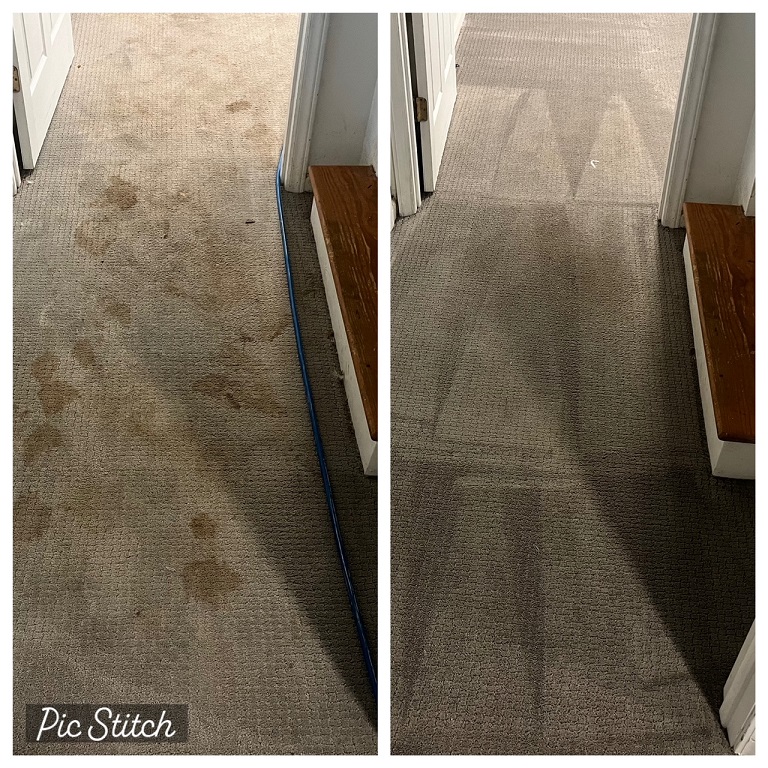 Pet Treatment Carpet Cleaning