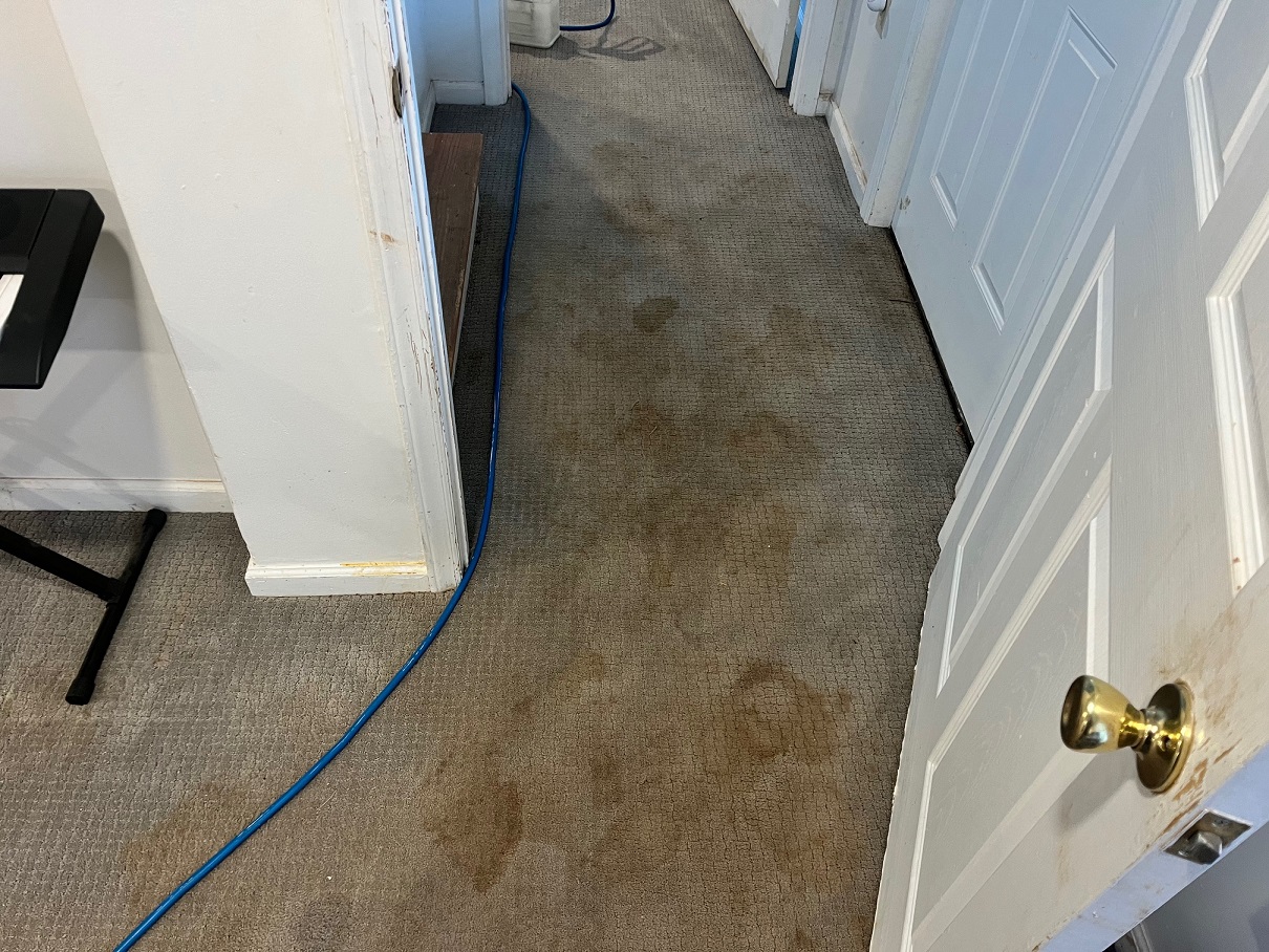 Pet Treatment Carpet Cleaning