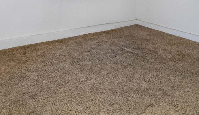 Mold growth on carpet